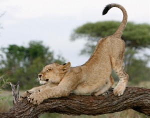 lion kid stretching
